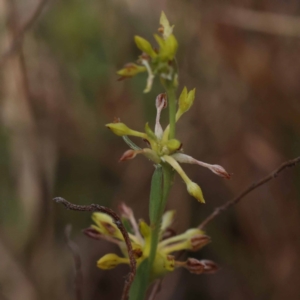 Pimelea curviflora var. sericea at Pomaderris Nature Reserve - 19 Nov 2023