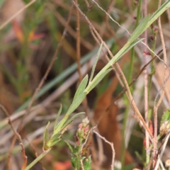 Pimelea curviflora var. sericea at Pomaderris Nature Reserve - 19 Nov 2023