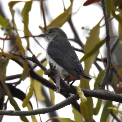 Dicaeum hirundinaceum (Mistletoebird) at Lions Youth Haven - Westwood Farm A.C.T. - 23 Nov 2023 by HelenCross