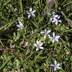 Isotoma fluviatilis subsp. australis (Swamp Isotome) at Pomaderris Nature Reserve - 19 Nov 2023 by ConBoekel
