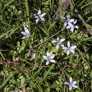 Isotoma fluviatilis subsp. australis at Pomaderris Nature Reserve - 19 Nov 2023 10:21 AM