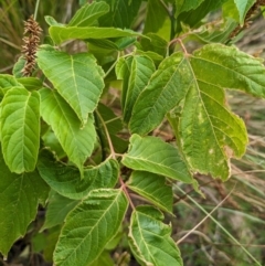 Acer negundo (Box Elder) at Belconnen, ACT - 22 Nov 2023 by CattleDog