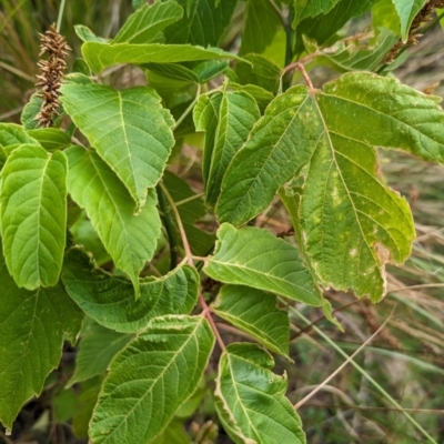 Acer negundo (Box Elder) at Belconnen, ACT - 22 Nov 2023 by CattleDog