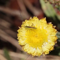 Conocephalus semivittatus (Meadow katydid) at Gundary, NSW - 19 Nov 2023 by ConBoekel