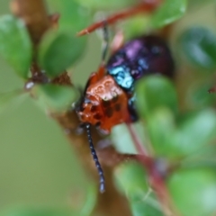 Lamprolina (genus) (Pittosporum leaf beetle) at Mongarlowe River - 23 Nov 2023 by LisaH