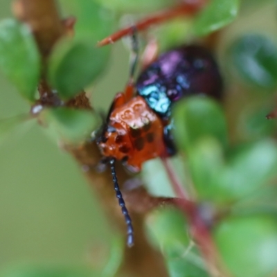 Lamprolina (genus) (Pittosporum leaf beetle) at Mongarlowe River - 23 Nov 2023 by LisaH