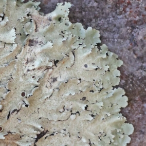 Flavoparmelia sp. at Pomaderris Nature Reserve - 19 Nov 2023 09:07 AM