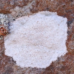 Lichen - crustose at Pomaderris Nature Reserve - 19 Nov 2023 by ConBoekel