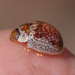 Paropsisterna m-fuscum (Eucalyptus Leaf Beetle) at Gundary, NSW - 18 Nov 2023 by ConBoekel