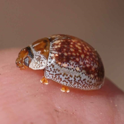 Paropsisterna m-fuscum (Eucalyptus Leaf Beetle) at Pomaderris Nature Reserve - 19 Nov 2023 by ConBoekel