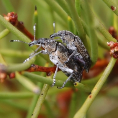 Pachyura australis (Belid weevil) at QPRC LGA - 23 Nov 2023 by LisaH