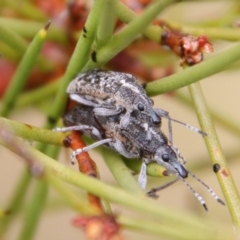 Pachyura australis at QPRC LGA - 23 Nov 2023