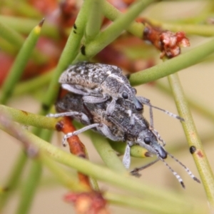 Pachyura australis at QPRC LGA - 23 Nov 2023