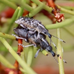 Pachyura australis at QPRC LGA - suppressed