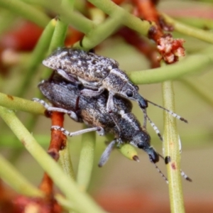 Pachyura australis at QPRC LGA - 23 Nov 2023