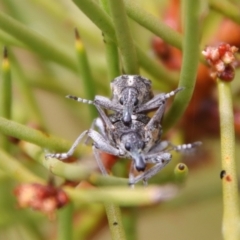 Pachyura australis at QPRC LGA - 23 Nov 2023