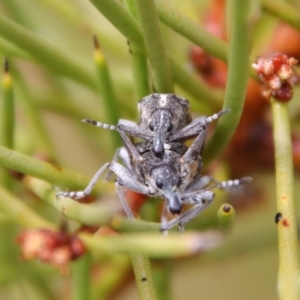 Pachyura australis at QPRC LGA - 23 Nov 2023