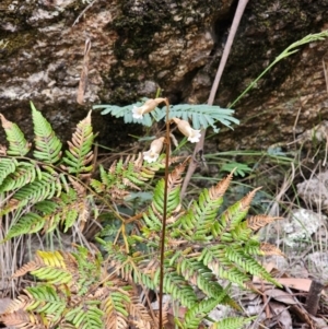 Gastrodia sesamoides at Tidbinbilla Nature Reserve - 23 Nov 2023