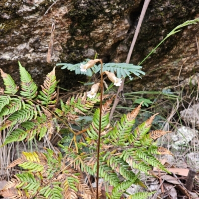 Gastrodia sesamoides (Cinnamon Bells) at Tidbinbilla Nature Reserve - 23 Nov 2023 by Csteele4