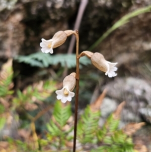 Gastrodia sesamoides at Tidbinbilla Nature Reserve - 23 Nov 2023