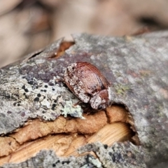Trachymela sloanei (Australian tortoise beetle, Small eucalyptus tortoise beetle) at Paddys River, ACT - 23 Nov 2023 by Csteele4