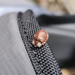 Trachymela sloanei at Tidbinbilla Nature Reserve - 23 Nov 2023