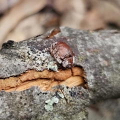 Trachymela sloanei at Tidbinbilla Nature Reserve - 23 Nov 2023