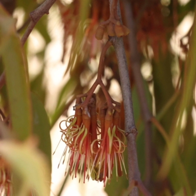 Amyema miquelii (Box Mistletoe) at Gundary, NSW - 19 Nov 2023 by ConBoekel