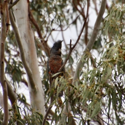 Callocephalon fimbriatum (Gang-gang Cockatoo) at Mongarlowe, NSW - 23 Nov 2023 by LisaH