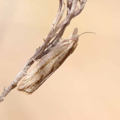 Epiphyas asthenopis (A Tortricid moth) at Gundary, NSW - 19 Nov 2023 by ConBoekel