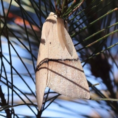 Gastrophora henricaria (Fallen-bark Looper, Beautiful Leaf Moth) at Pomaderris Nature Reserve - 19 Nov 2023 by ConBoekel