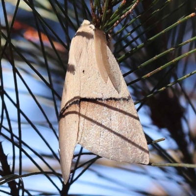 Gastrophora henricaria (Fallen-bark Looper, Beautiful Leaf Moth) at Pomaderris Nature Reserve - 18 Nov 2023 by ConBoekel