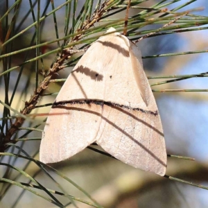 Gastrophora henricaria at Pomaderris Nature Reserve - 19 Nov 2023