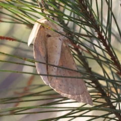 Gastrophora henricaria at Pomaderris Nature Reserve - 19 Nov 2023 07:59 AM