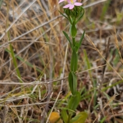 Centaurium erythraea (Common Centaury) at The Pinnacle - 23 Nov 2023 by CattleDog