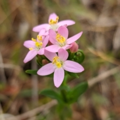 Centaurium erythraea at The Pinnacle - 23 Nov 2023 09:43 AM