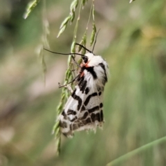 Ardices glatignyi (Black and White Tiger Moth (formerly Spilosoma)) at Tidbinbilla Nature Reserve - 23 Nov 2023 by Csteele4