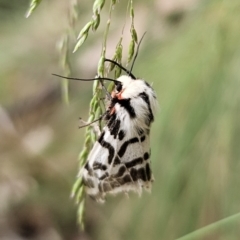 Ardices glatignyi at Tidbinbilla Nature Reserve - 23 Nov 2023