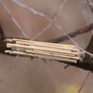 Clania lewinii & similar Casemoths at Pomaderris Nature Reserve - 19 Nov 2023