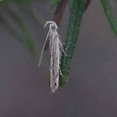 Unidentified Curved-horn moth (all Gelechioidea except Oecophoridae) at Pomaderris Nature Reserve - 18 Nov 2023 by ConBoekel