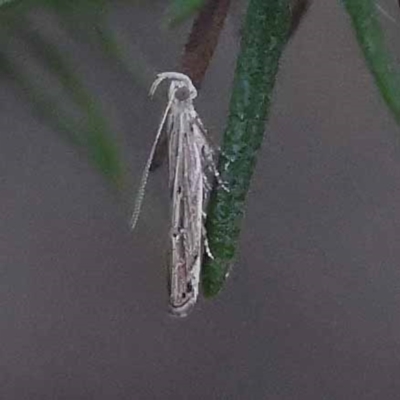 Unidentified Curved-horn moth (all Gelechioidea except Oecophoridae) at Pomaderris Nature Reserve - 18 Nov 2023 by ConBoekel