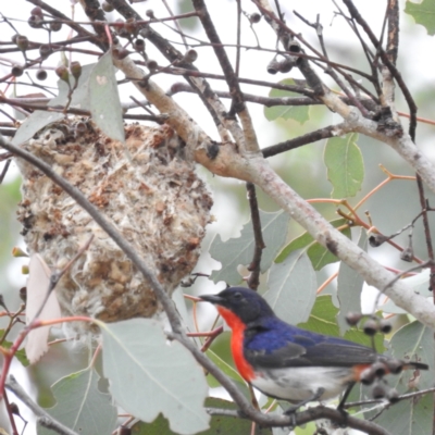 Dicaeum hirundinaceum (Mistletoebird) at Kambah, ACT - 23 Nov 2023 by HelenCross