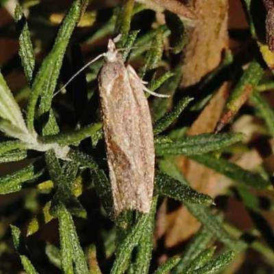 Epiphyas asthenopis (A Tortricid moth) at Pomaderris Nature Reserve - 18 Nov 2023 by ConBoekel