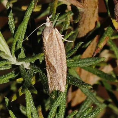 Epiphyas asthenopis (A Tortricid moth) at Gundary, NSW - 18 Nov 2023 by ConBoekel