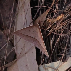 Epidesmia tryxaria (Neat Epidesmia) at Pomaderris Nature Reserve - 19 Nov 2023 by ConBoekel