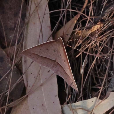 Epidesmia tryxaria (Neat Epidesmia) at Pomaderris Nature Reserve - 19 Nov 2023 by ConBoekel