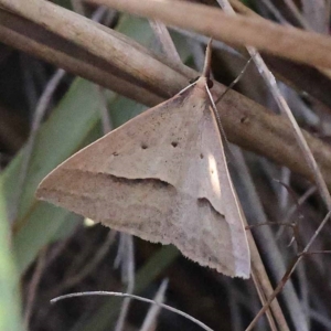 Epidesmia hypenaria at Pomaderris Nature Reserve - 19 Nov 2023