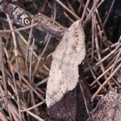 Taxeotis intextata (Looper Moth, Grey Taxeotis) at Pomaderris Nature Reserve - 18 Nov 2023 by ConBoekel
