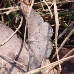 Taxeotis (genus) (Unidentified Taxeotis geometer moths) at Pomaderris Nature Reserve - 19 Nov 2023 by ConBoekel