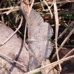 Taxeotis (genus) (Unidentified Taxeotis geometer moths) at Pomaderris Nature Reserve - 18 Nov 2023 by ConBoekel